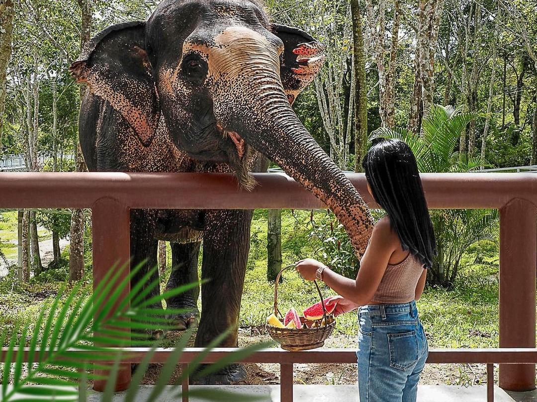 Elephant Sanctuary